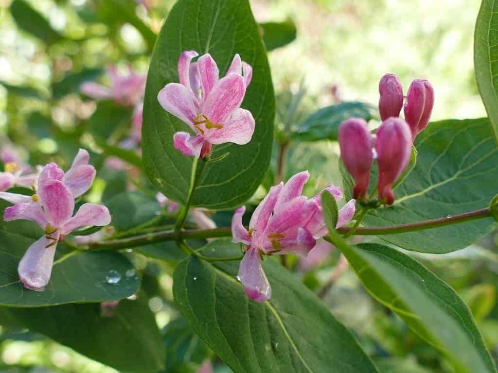 LONICERA tatarica 'Rosea' / Chèvrefeuille de Tartarie 'Rosea' - Photo 1