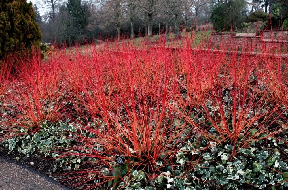 CORNUS sanguinea ‘Winter Flame’ / Cornouiller sanguin 'Magic Flame' - Photo 1