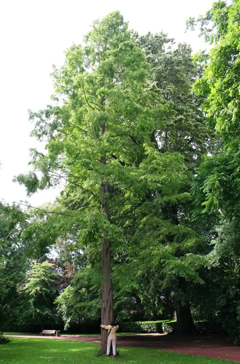 METASEQUOÏA glyptostroboïdes / Metasequoia glyptostroboides - Photo 1