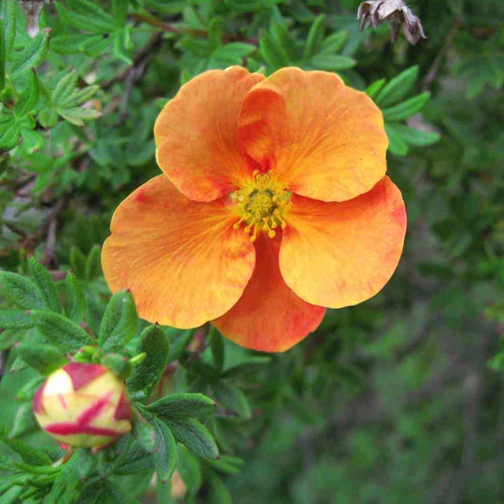 Potentilla fruticosa ‘Tangerine’ / Potentille orange - Photo 2
