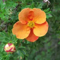 Potentilla fruticosa ‘Tangerine’ / Potentille orange - Photo 2