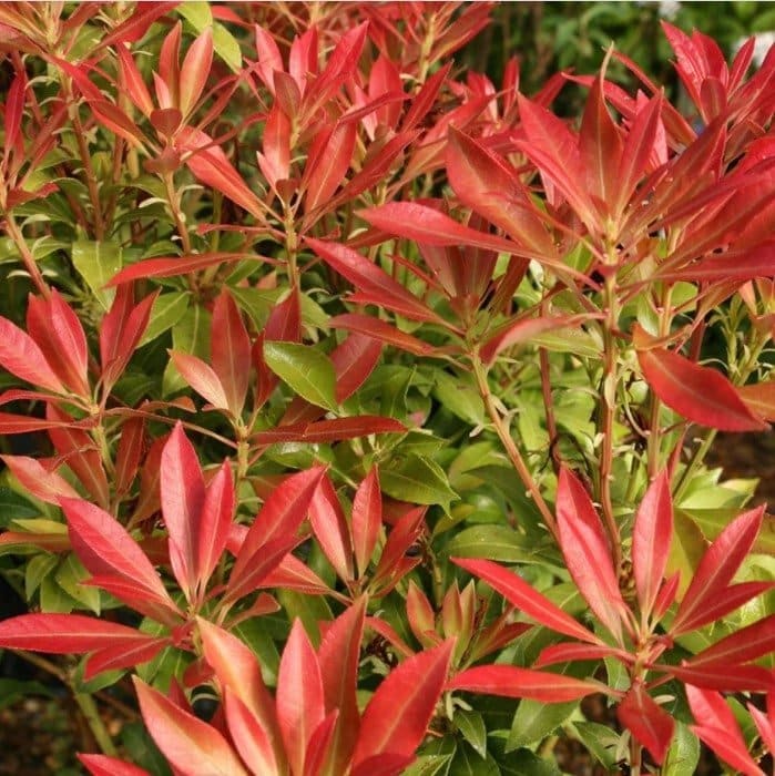 PIERIS ‘Forest Flame’  / Andromède 'Forest Flame' - Photo 1