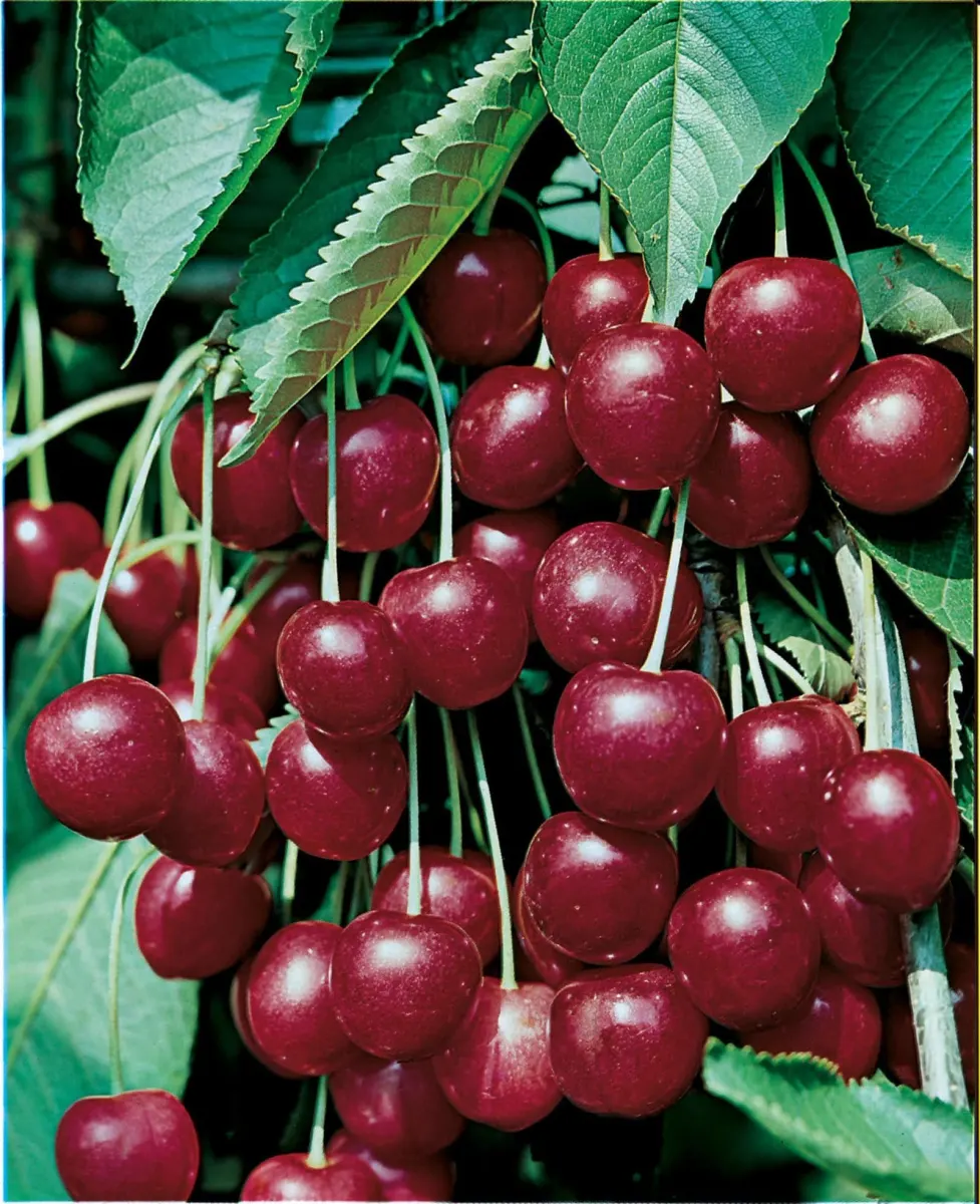 Prunus avium 'Géant d’Hedelfingen' / Cerisier Géant d'Hedelfingen - Photo 1