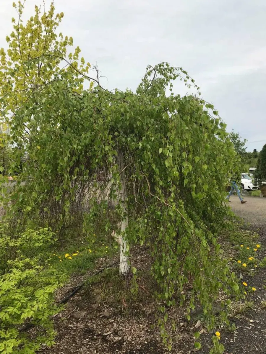 BETULA pendula ‘Youngii’ / Bouleau pleureur - Photo 3