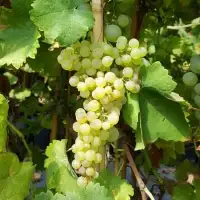 Vigne 'Chasselas Doré' - vitis vinifera - Photo 2