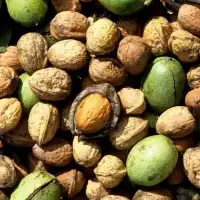 Juglans regia 'Franquette' / Noyer 'Franquette' - Photo 2