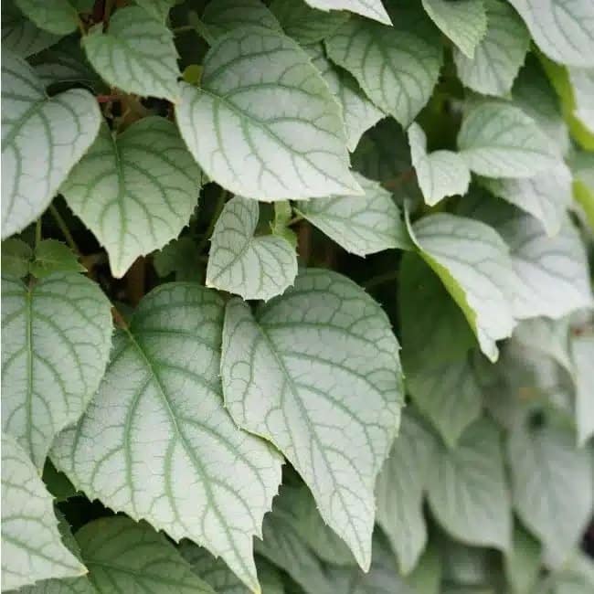 Hortensia grimpant du Japon 'Moonlight' - schizophragma - Photo 2