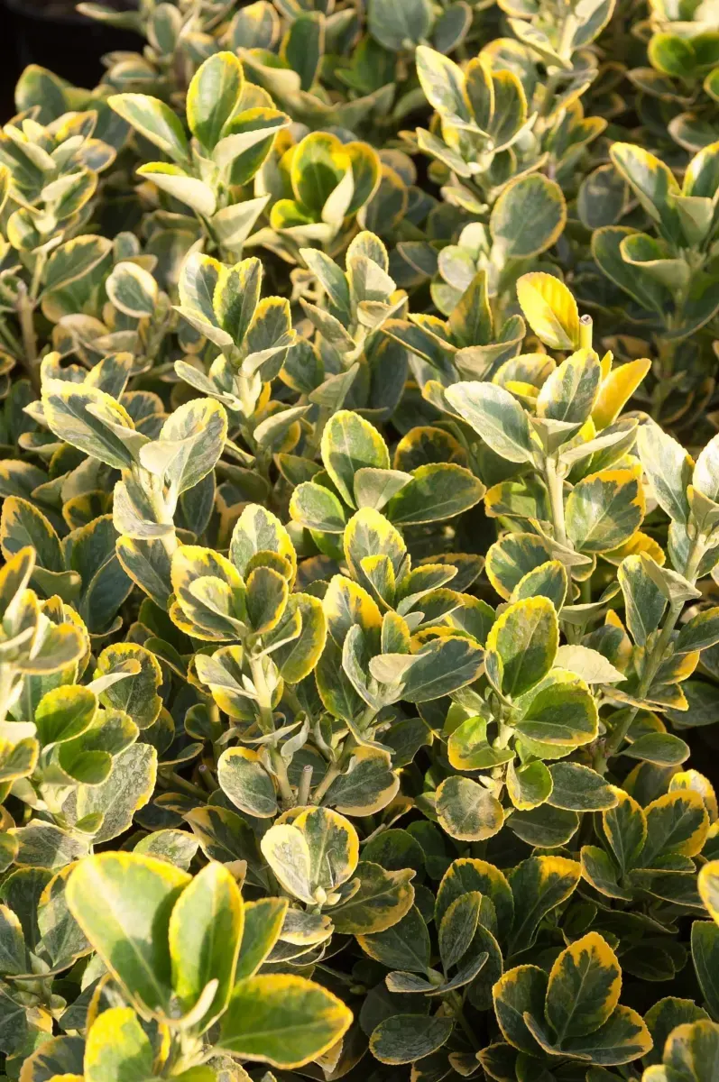 EUONYMUS japonicus ‘Aureomarginatus’ / Fusain du Japon 'Aureomarginatus' - Photo 2