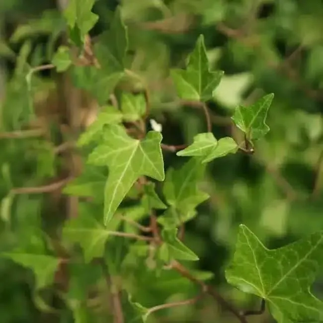 Lierre des bois 'Shamrock' - hedera helix