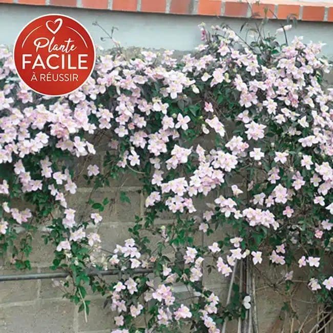 Clématite 'Rubens' - clematis montana - Photo 4