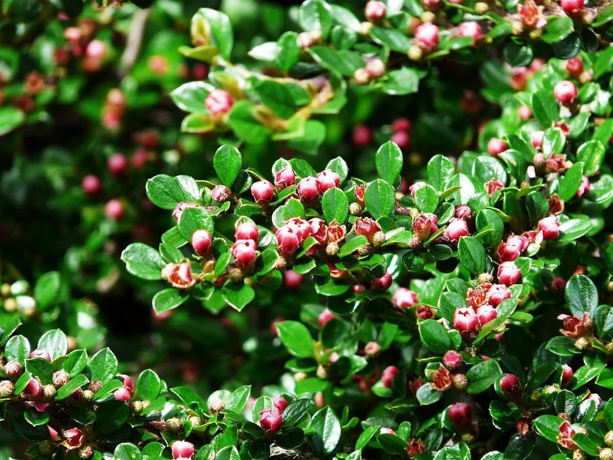 COTONEASTER horizontalis / Cotoneaster horizontal - Photo 1