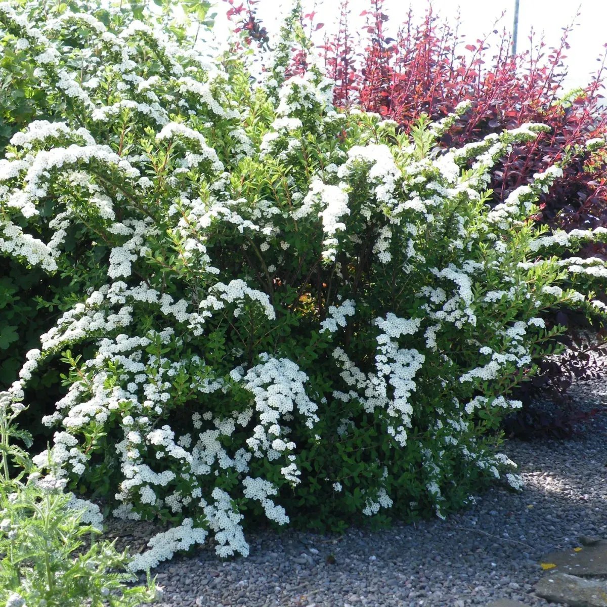 SPIRAEA nipponica ‘Snowmound’ / Spirée du Japon 'Snowmound' - Photo 1