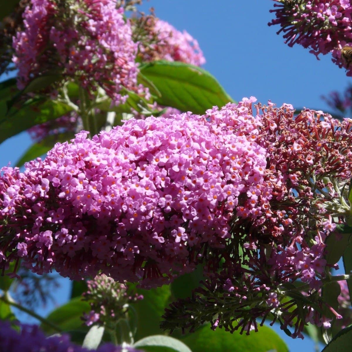 BUDDLEJA davidii ‘Pink Delight’ / Arbre aux papillons 'rose' - Photo 2