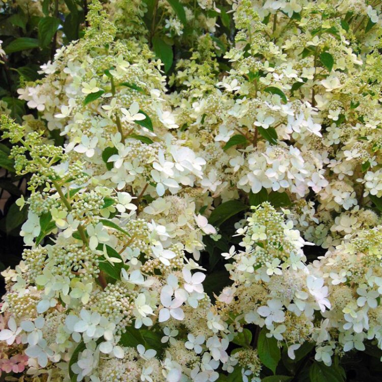 HYDRANGEA PAN. 'CONFETTI' / Hortensia paniculé - Photo 2