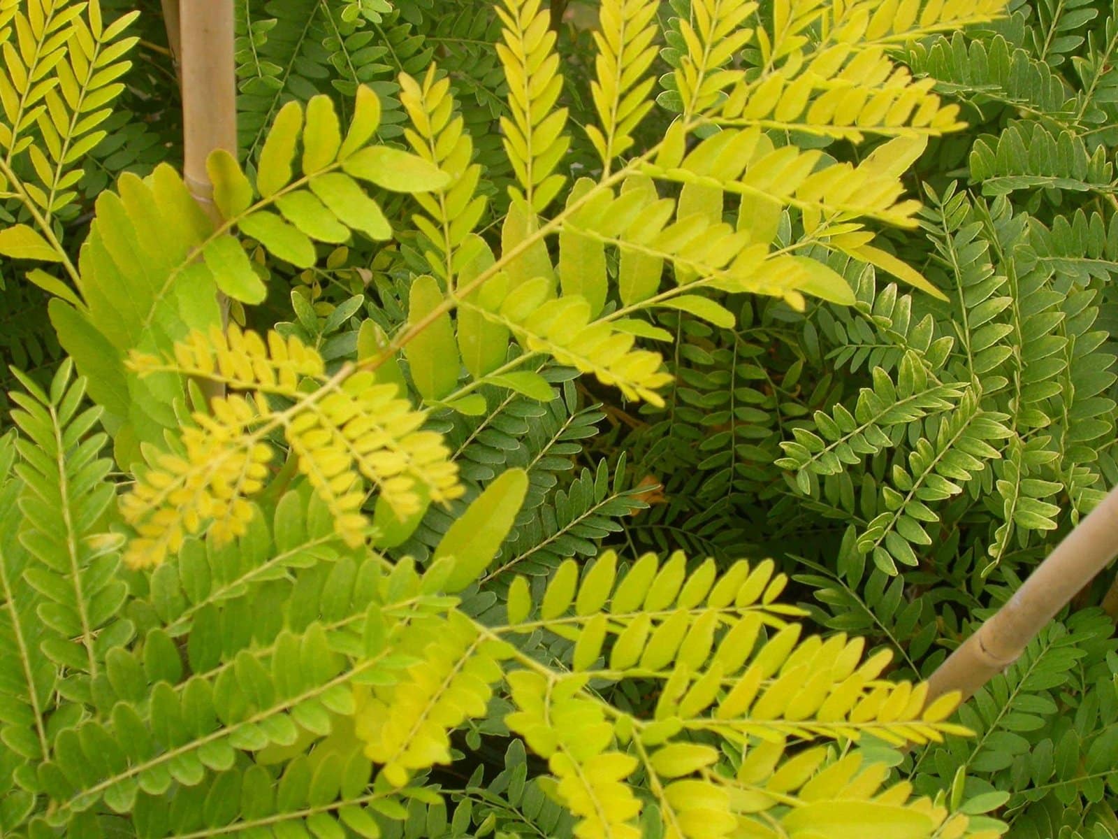 GLEDITSIA triacanthos ‘Sunburst’ / Févier d'Amérique dorée - Photo 3