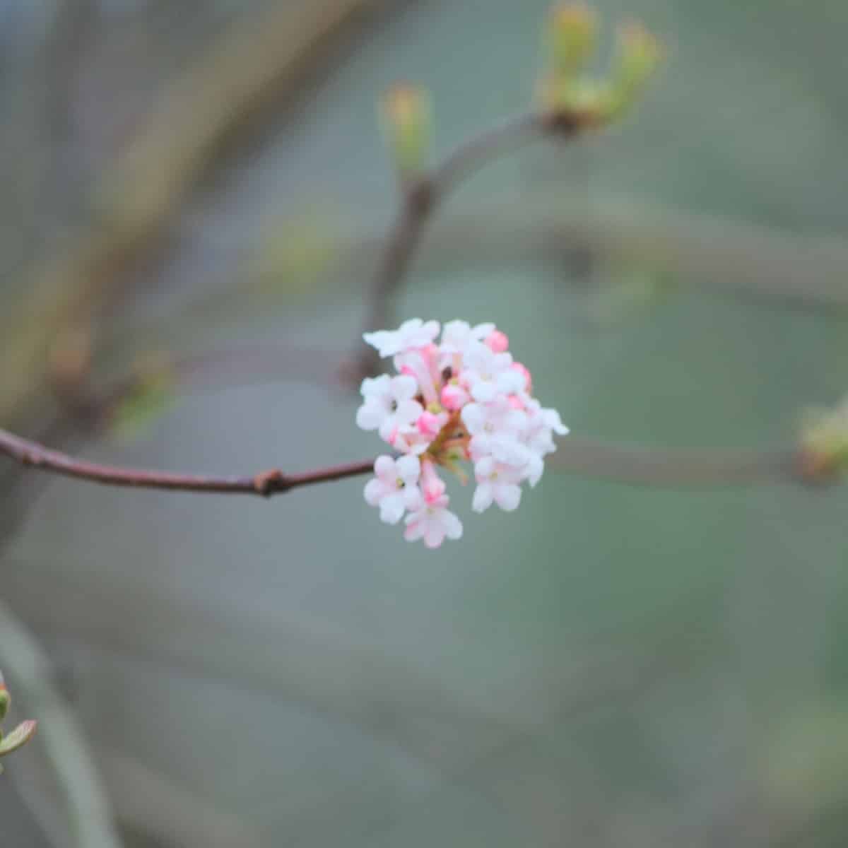 VIBURNUM x bodnantense / Viorne d'hiver - Photo 2