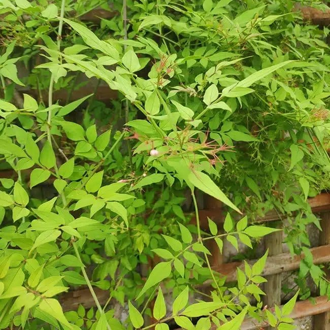 Jasmin de Saint-Étienne - jasminum stephanense - Photo 2