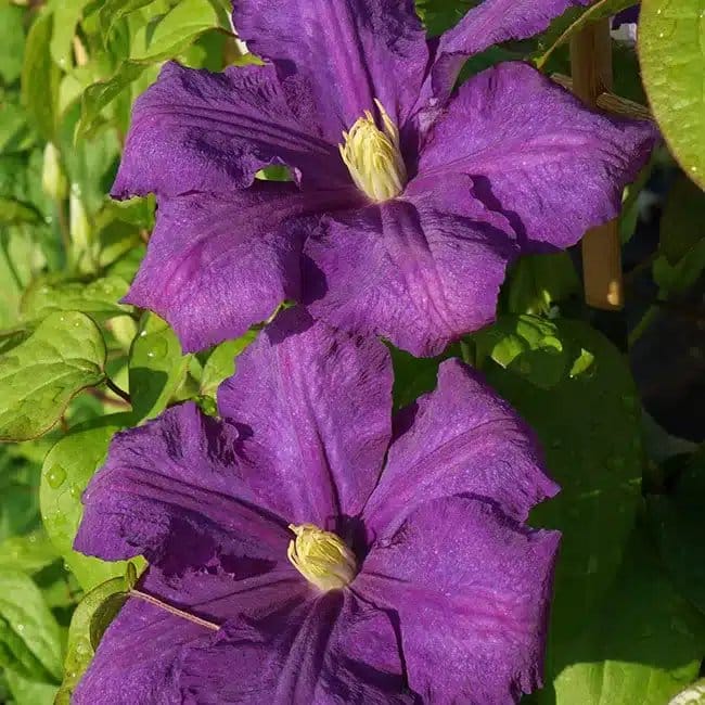 Clématite 'Luther Burbank' - clematis - Photo 1