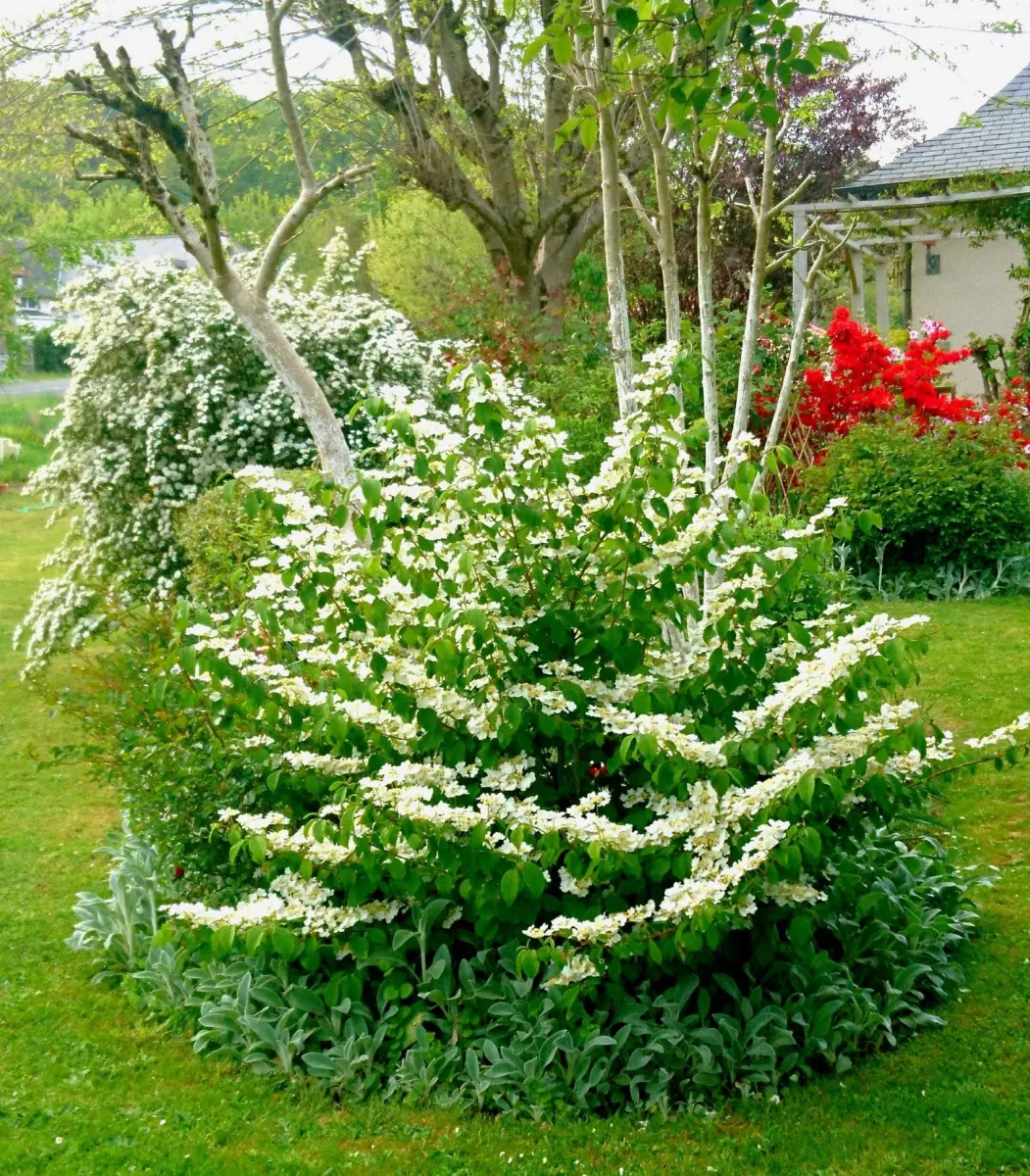 VIBURNUM plicatum ‘Mariesii’ / Viorne de Chine 'Mariesii' - Photo 2