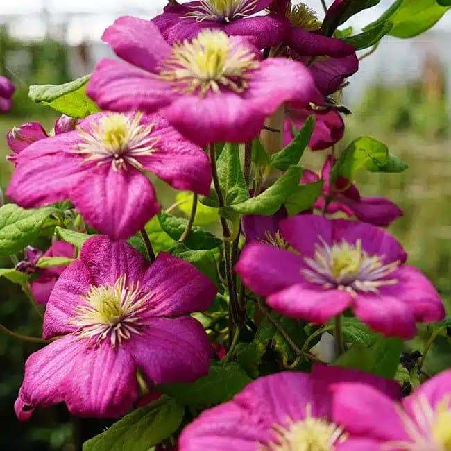 Clématite 'Ville de Lyon' - clematis - Photo 4