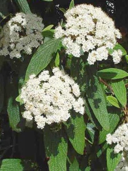 VIBURNUM rhytidophyllum / Viorne à feuilles ridées - Photo 1