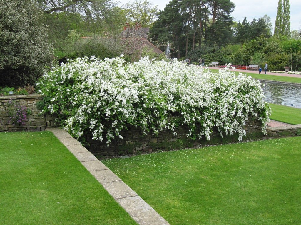 Exochorda X macrantha 'The Bride' / Exochorda x macrantha 'The Bride' - Photo 2