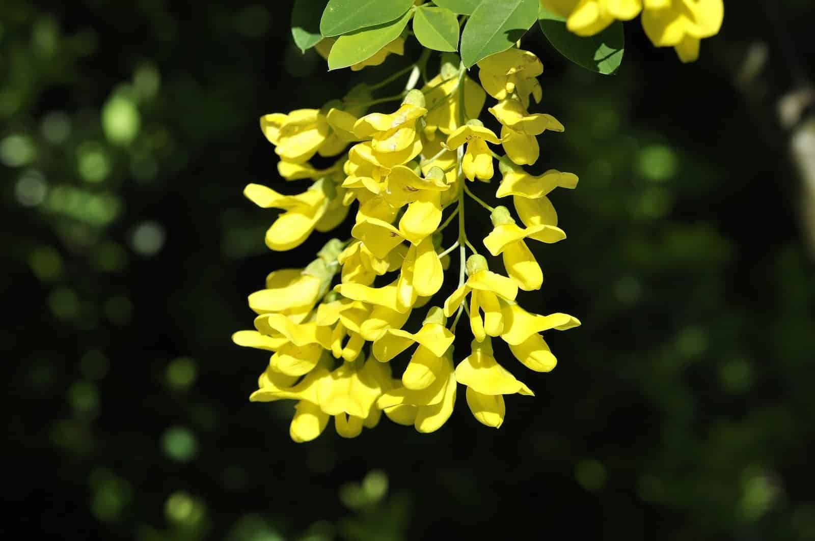 LABURNUM  anagyroïdes / Cytise commun - Photo 1
