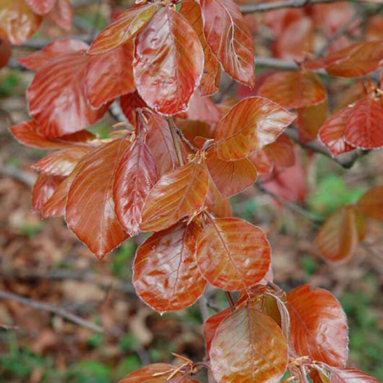 Fagus sylvatica 'Atropunicea' / Hêtre pourpre - Photo 1
