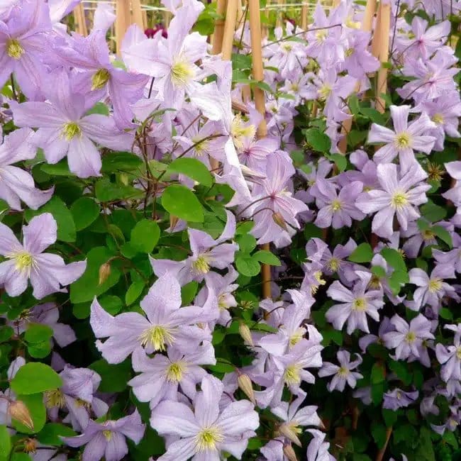 Clématite 'Prince Charles' - clematis viticella - Photo 3