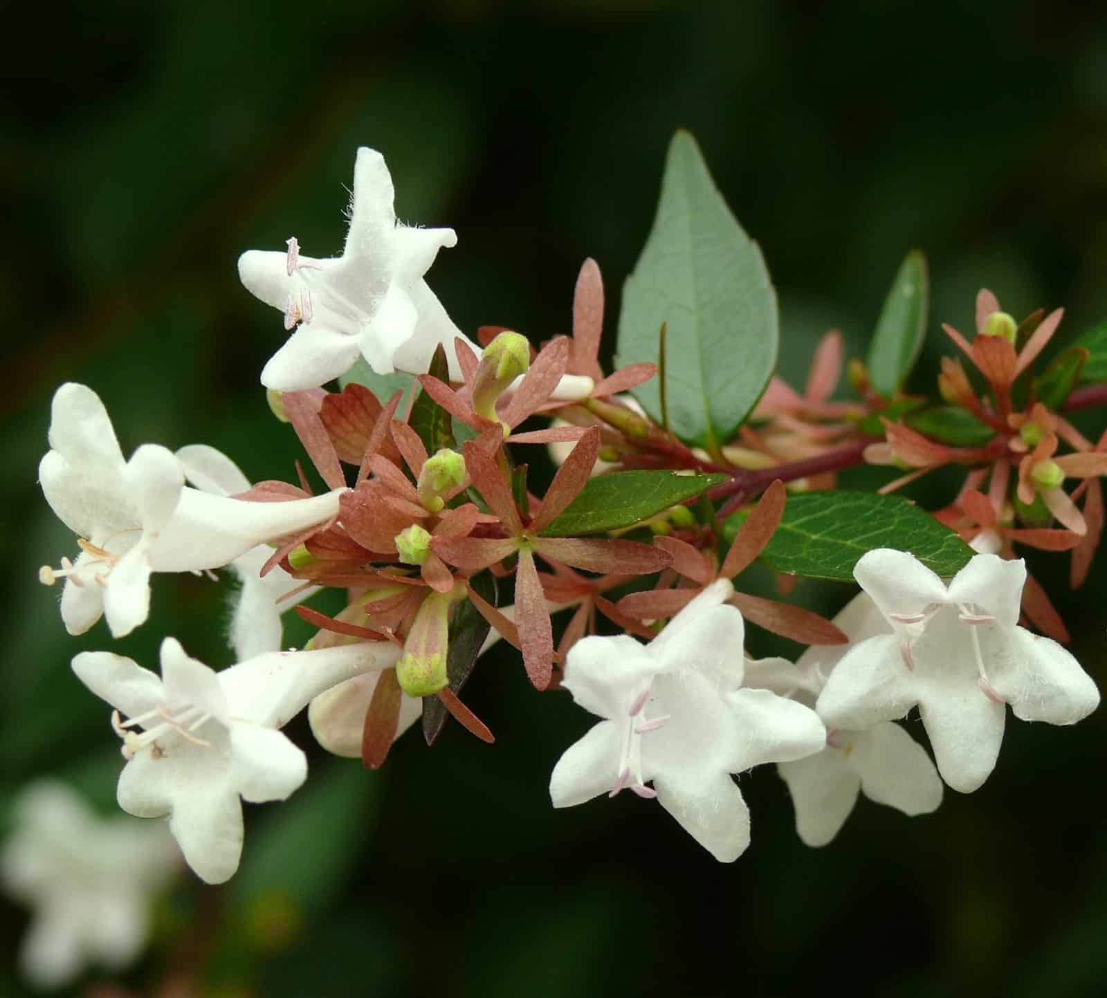 ABELIA x grandiflora / Abélia à grandes fleurs - Photo 1