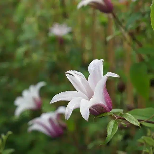 Clématite 'Princess Kate®' ('Zoprika') - clematis texensis - Photo 2