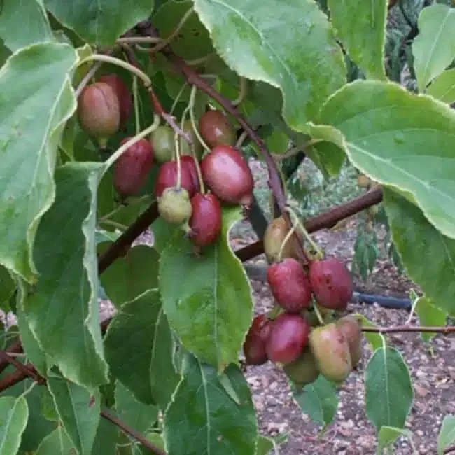 Kiwaï femelle 'Ken's red'- actinidia arguta