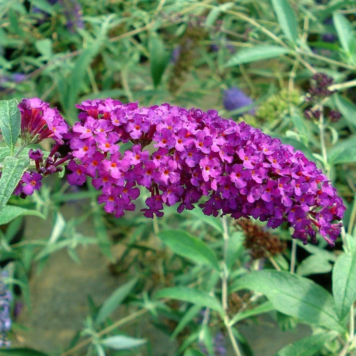 BUDDLEJA davidii ‘Royal Red’ / Arbre aux papillons 'rouge' - Photo 1