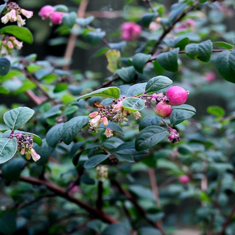 SYMPHORICARPOS chenaultii ‘Hancock’ / Symphorine de Chenault 'Hancock' - Photo 1