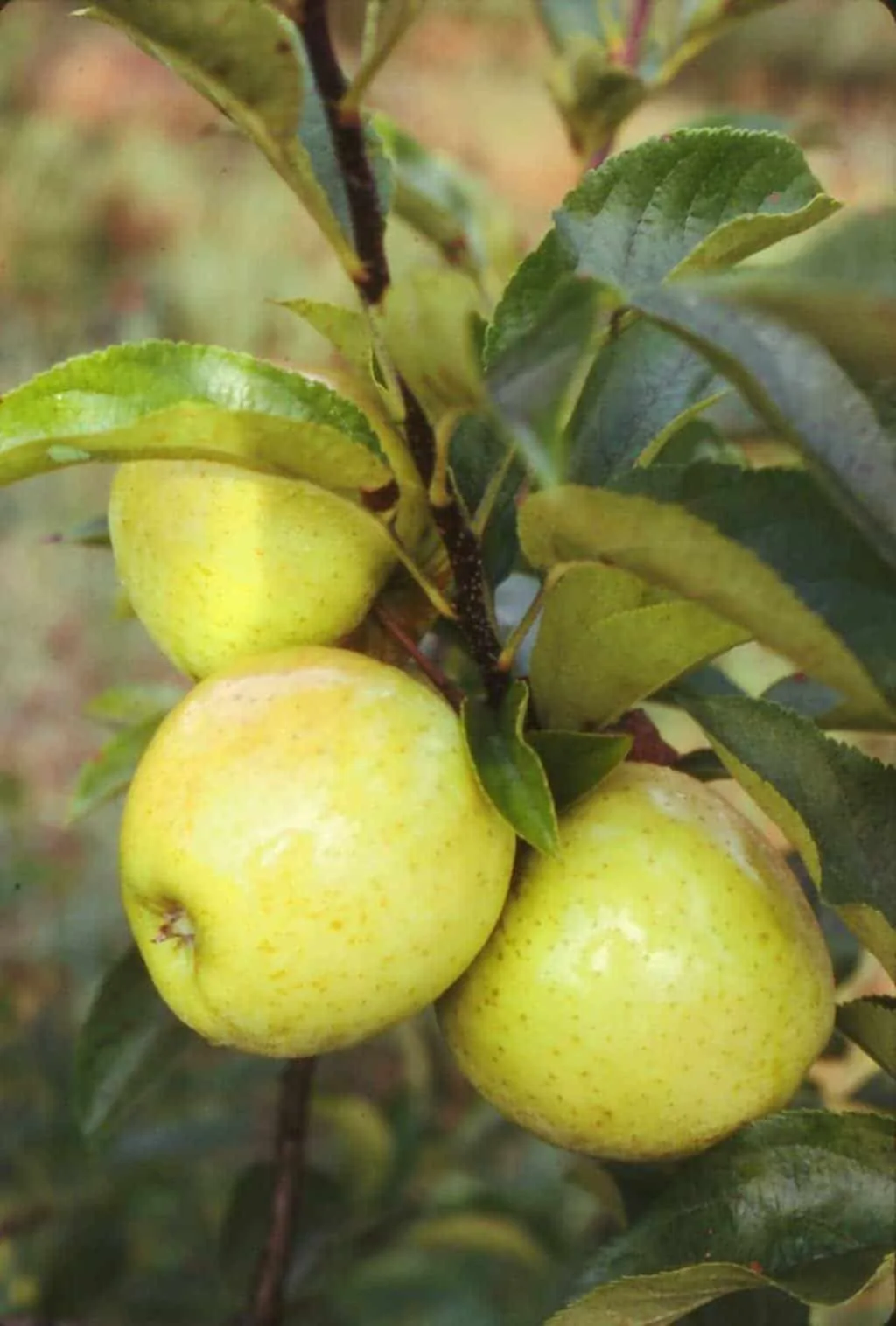 Malus domestica 'Golden' / Pommier Golden Delicious