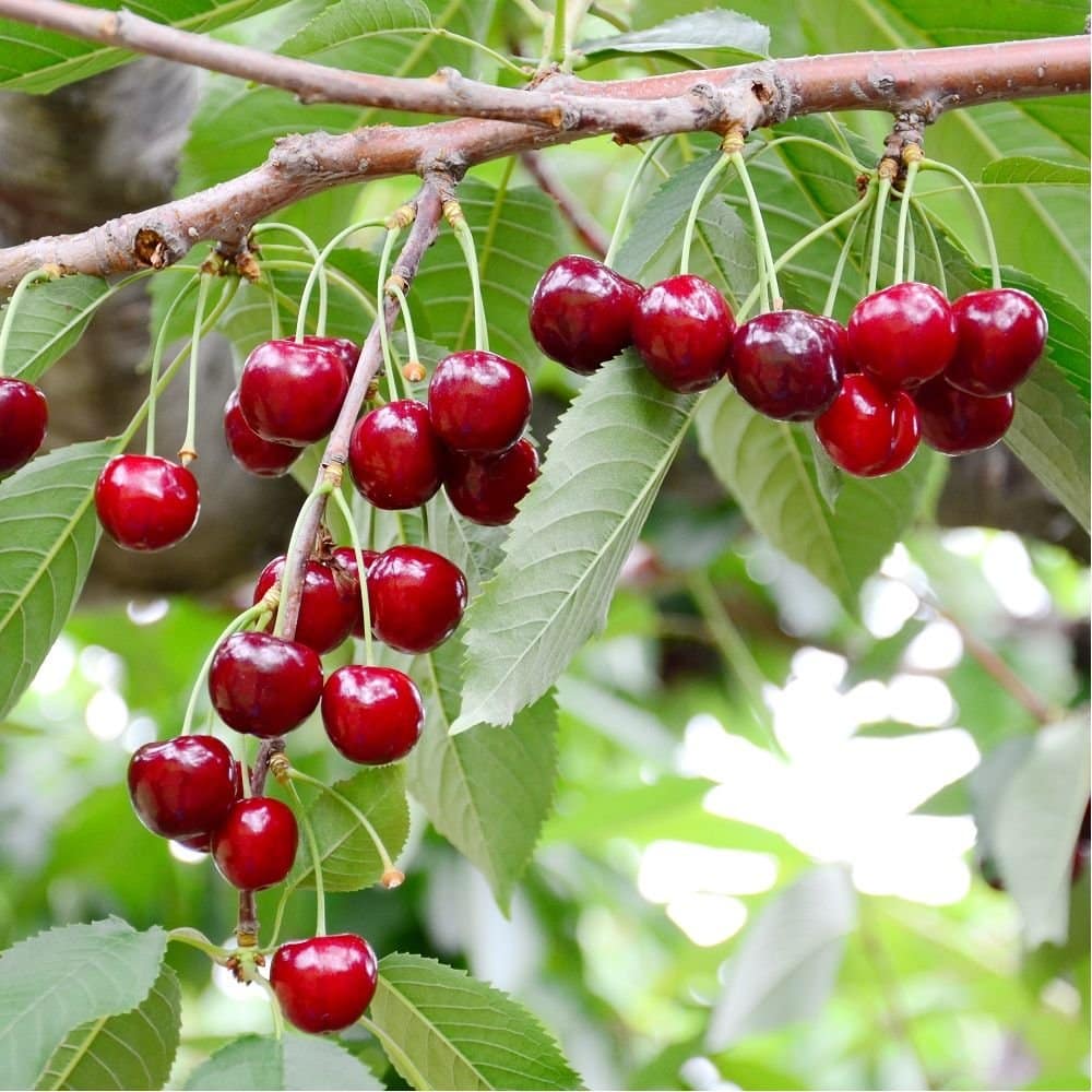 Prunus avium 'Géant d’Hedelfingen' / Cerisier Géant d'Hedelfingen - Photo 2