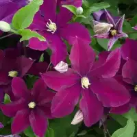 Clématite 'Warszawska Nike' - clematis - Photo 1