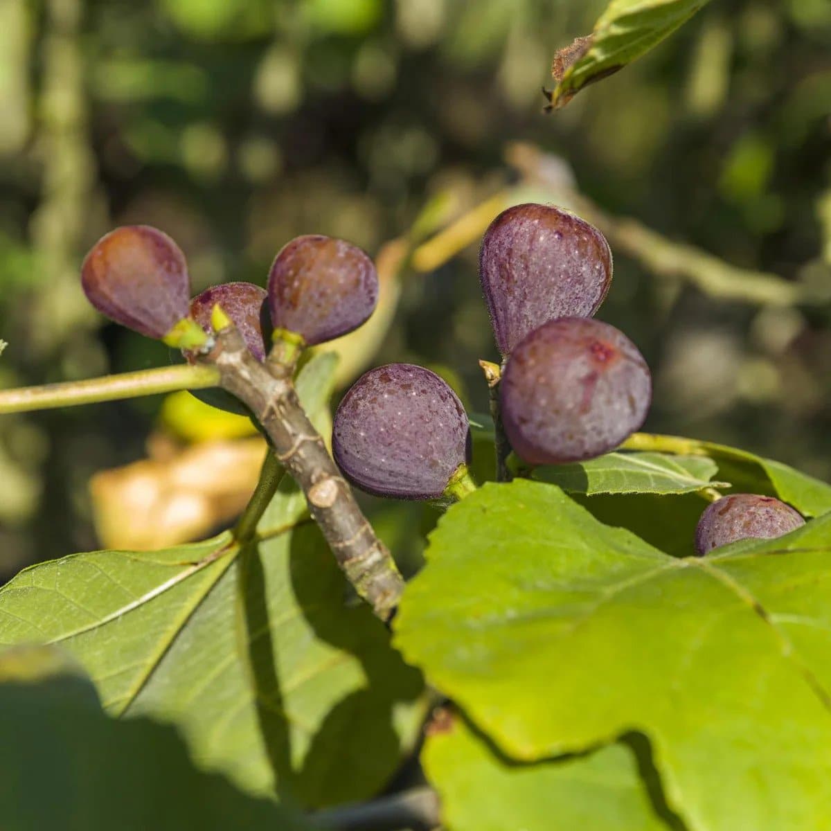 Ficus carica Rouge de Bordeaux/ Figuier Rouge de Bordeaux - Photo 3