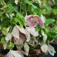 Clématite de Noël 'Freckles' - clematis cirrhosa - Photo 3