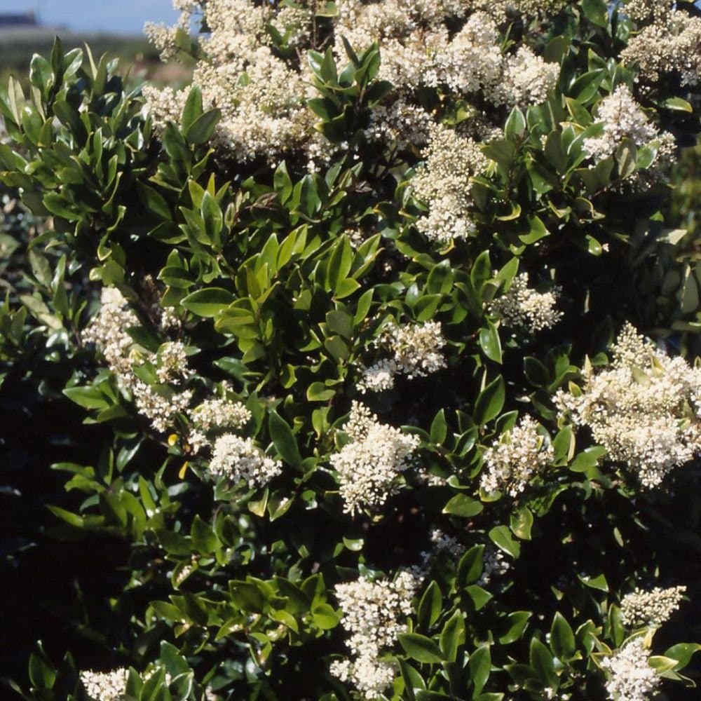 LIGUSTRUM japonicum texanum / Troène du Texas - Photo 2