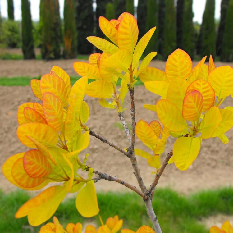 Cotinus coggygria Golden Lady / Arbre à perruque - Photo 2