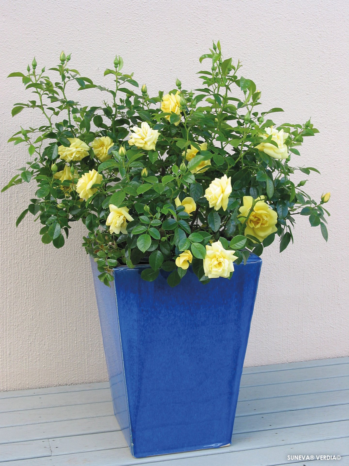 ROSIER décorosier 'Célina' (jaune) - Photo 6