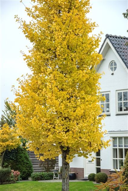 GINKGO biloba fastigiata 'Blagon' / Arbre aux 40 écus - Photo 1