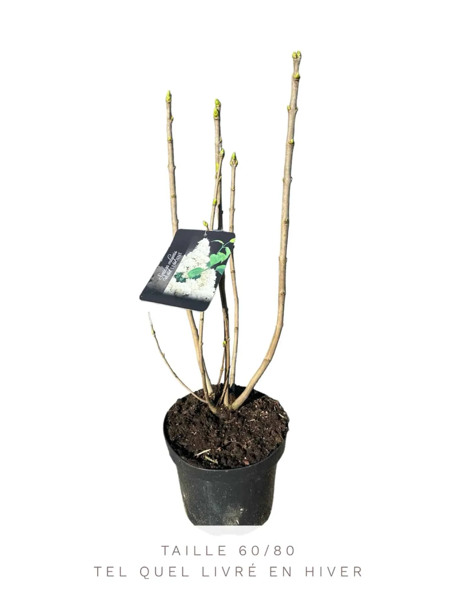 SYRINGA vulgaris ‘Mme Lemoine’ / Lilas commun 'Mme Lemoine'