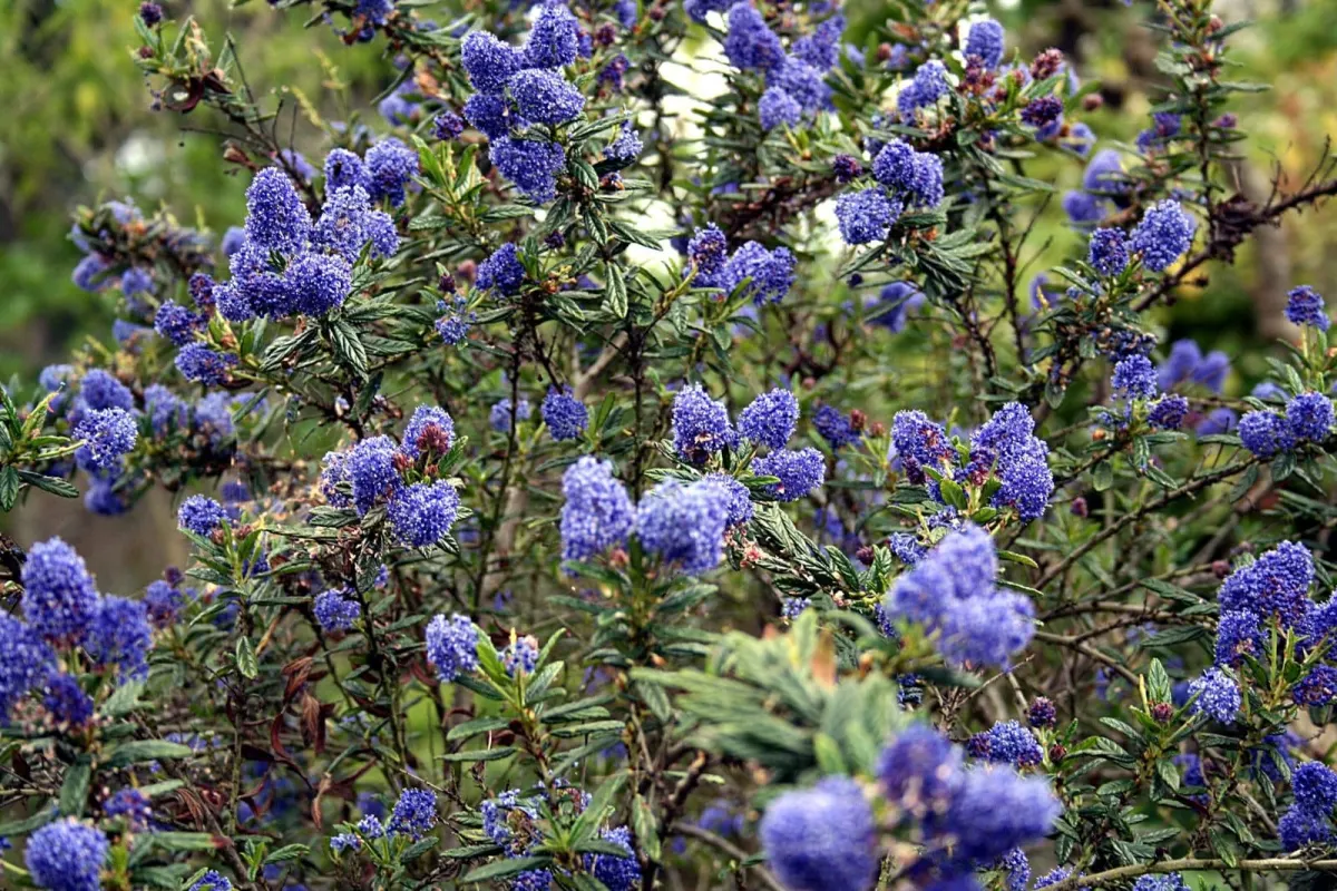 CEANOTHUS X thyrsiflorus 'Skylark’ / Céanothe, Lilas de Californie 'Skylark - Photo 3