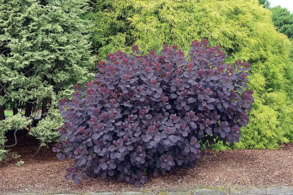 COTINUS coggygria ‘Royal Purple’ / Arbre à perruque 'Pourpre' - Photo 3