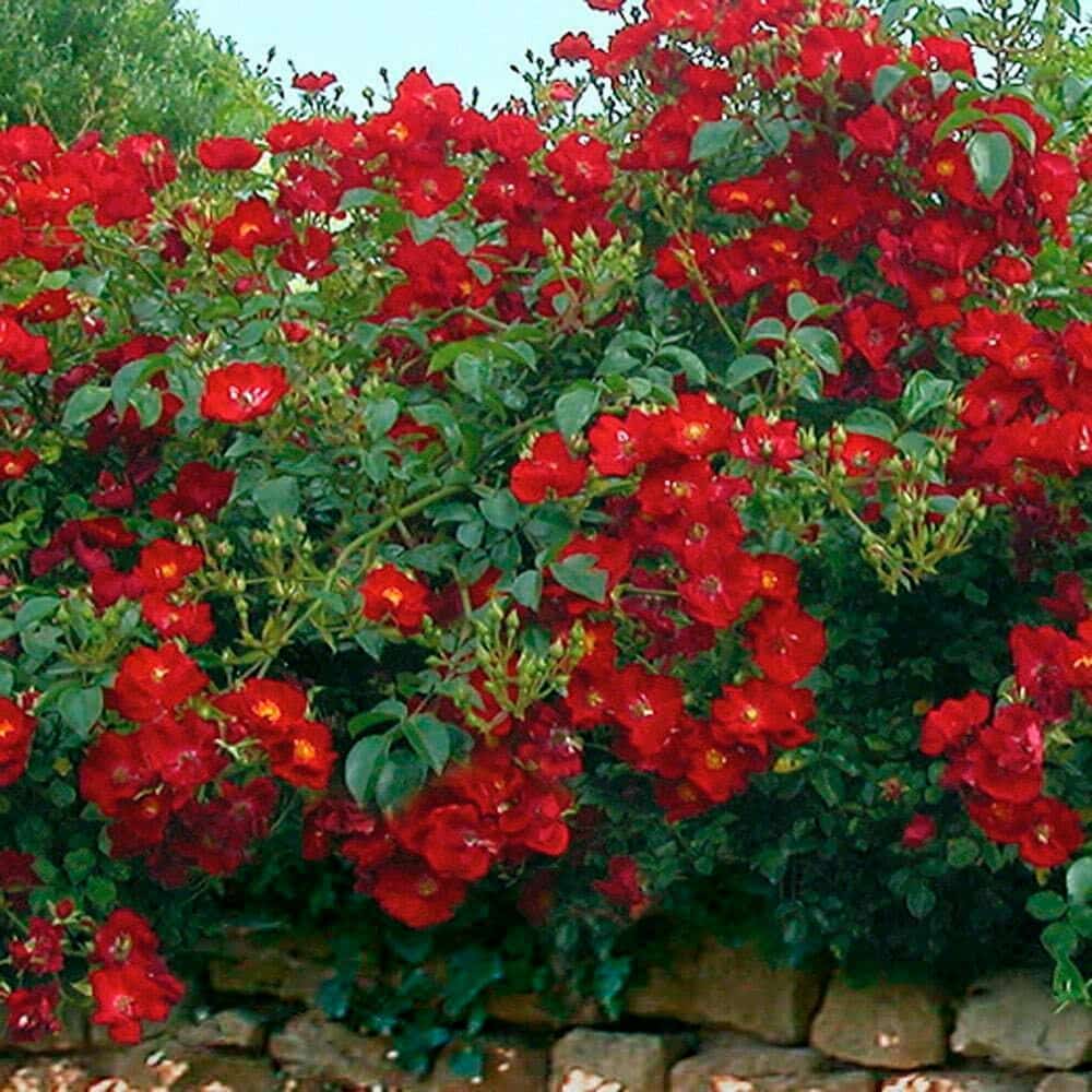 ROSIER décorosier 'Vesuvia' (rouge foncé) - Photo 3