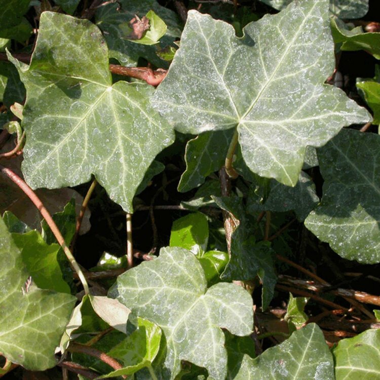 HEDERA helix / Lierre commun - Photo 2