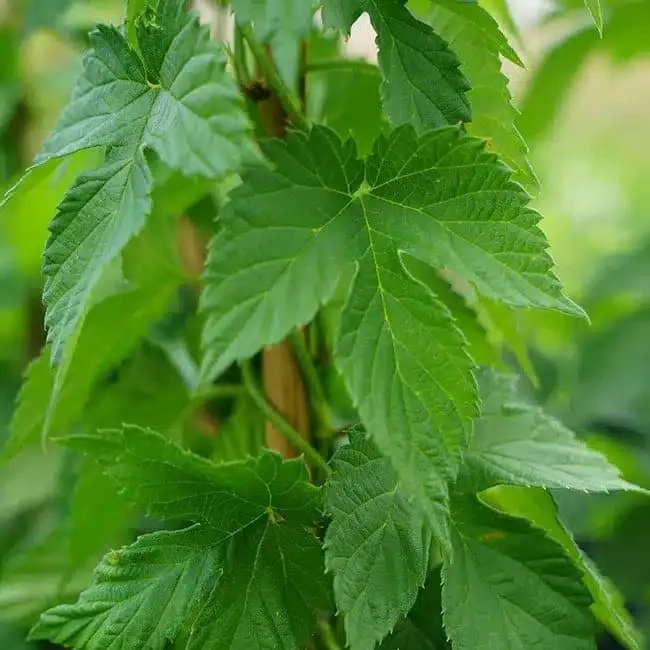 Houblon 'Nordbrau' - humulus