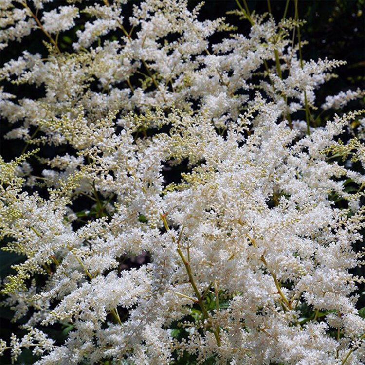 ASTILBE 'DARWIN'S SNOW SPRITE' / Fausse spirée - Photo 1